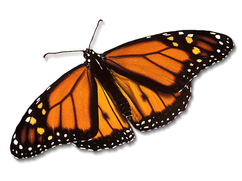 monarch butterfly photo (2)
