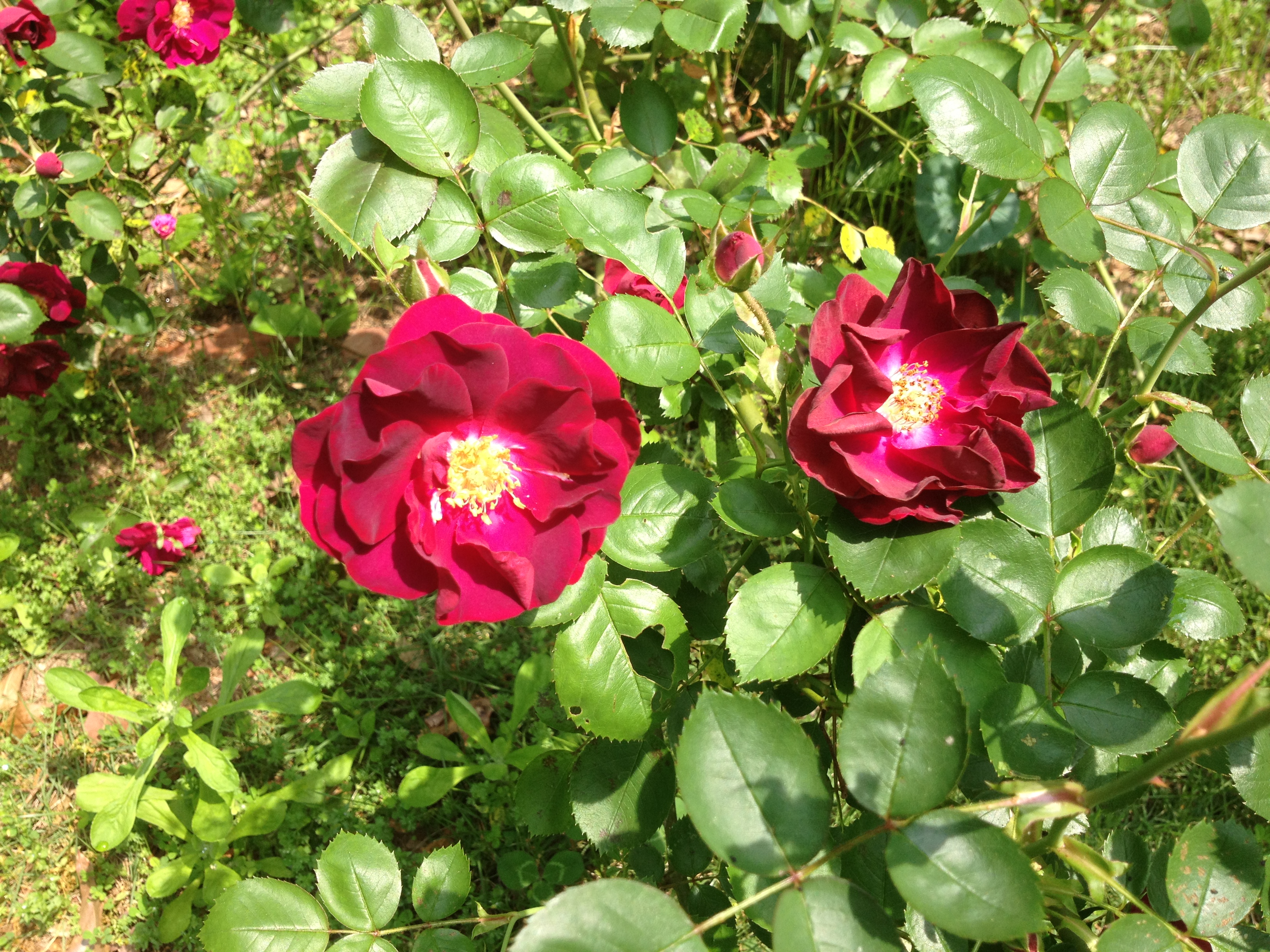 Rose bush 1a